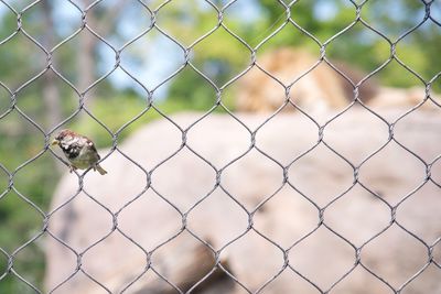 Close-up of chainlink fence