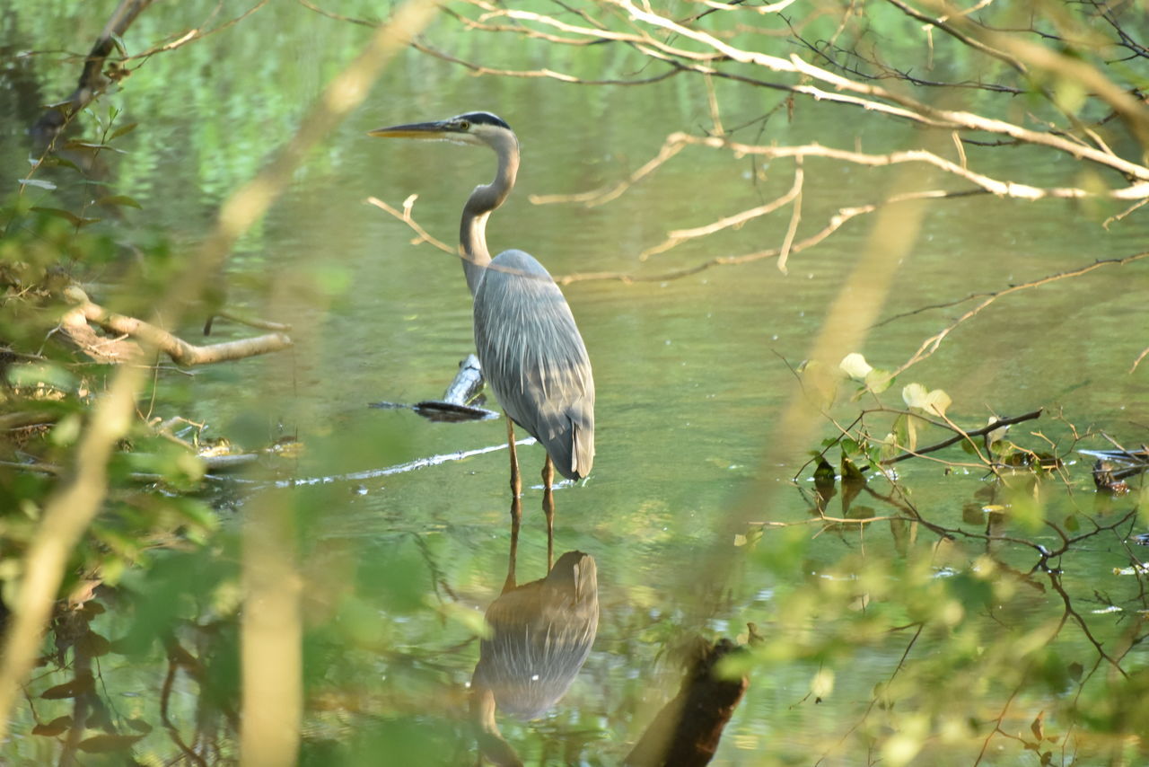 GRAY HERON PERCHING ON A TREE