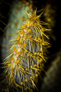 Close-up of wilted plant