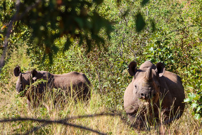 Black rhinoceros in the wild