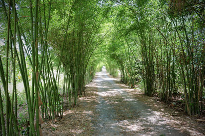 Footpath amidst trees in forest