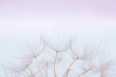 Close-up of white dandelion against sky