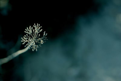 Close-up of snow on plant