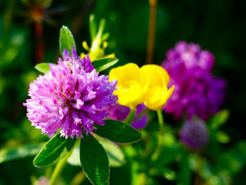 Close-up of purple flowers blooming outdoors