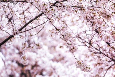 Cherry blossoms close up in seoul south korea. 