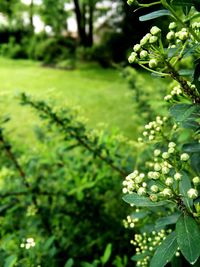 Close-up of green leaves