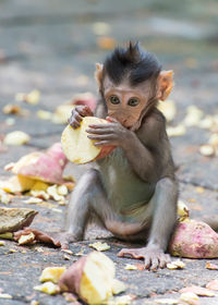 Close-up of monkey eating fruit