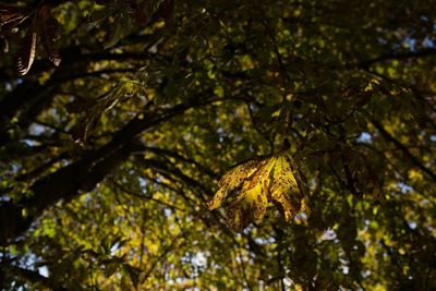 Low angle view of maple leaves on tree in forest