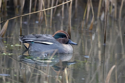 A eurasian teal cruising the lake.