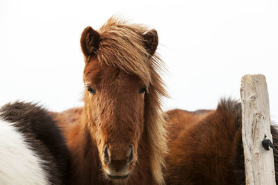 Portrait of an icelandic pony with a brown mane in a herd