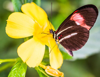 Close-up of butterfly pollinating on yellow flower