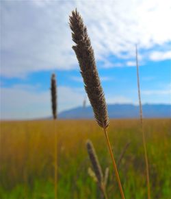 Close-up of plants growing in field