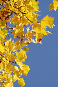 Low angle view of tree against clear sky during autumn