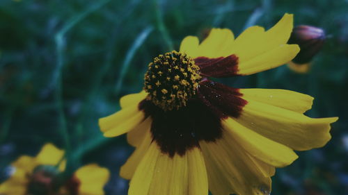 Close-up of yellow flowers