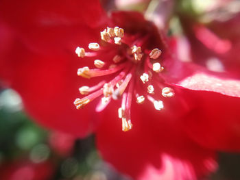 Close-up of pink flower