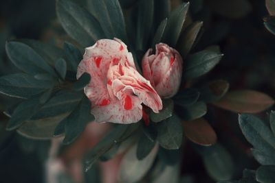 Close-up of pink flower blooming outdoors