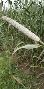 Close-up of lizard on grass