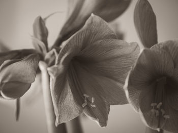 Close-up of flowers