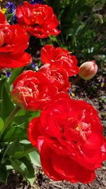 Close-up of red flowers blooming outdoors