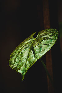 Close-up of wet leaf against black background