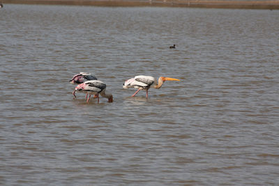 Birds in lake