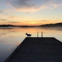 Pier on sea against sky during sunrise , a small dog at end of pier