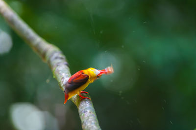 Close-up of bird perching on leaf