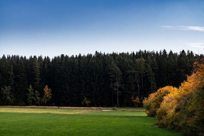 Pine trees in forest against sky