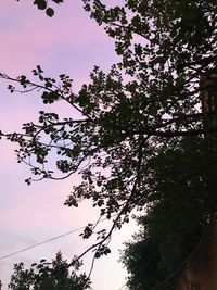 Low angle view of silhouette trees against sky