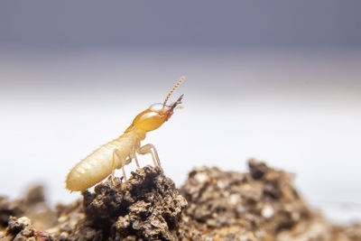 Close-up of insect on rock