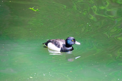 High angle view of duck swimming in lake