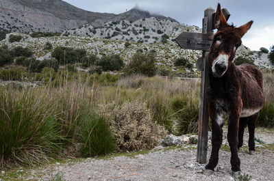 Horse in a field