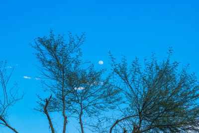 Low angle view of bare tree against blue sky