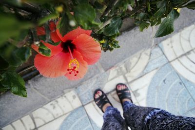 Close up of red flowers