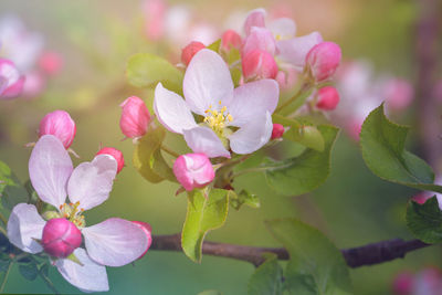 Close-up of pink cherry blossoms in spring