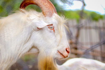 Close-up of goat