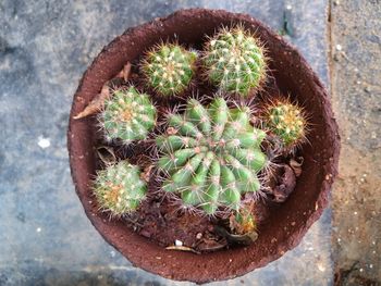 High angle view of succulent plant