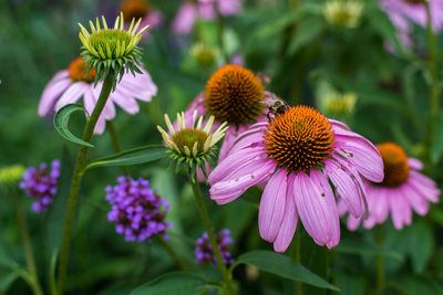 Close-up of purple coneflower blooming outdoors