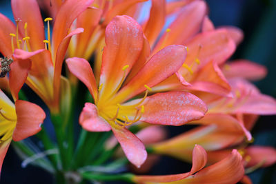 Close-up of wet orange flowering plant