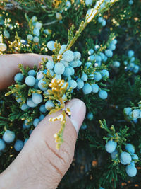 Close-up of hand holding berries on plant