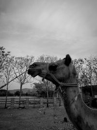 Horse in field against sky