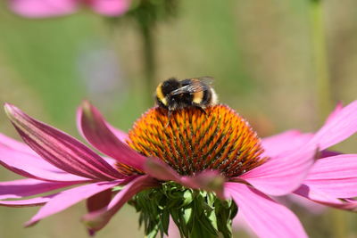 Close-up of bee pollinating on pink flower