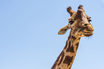 Low angle view of giraffe