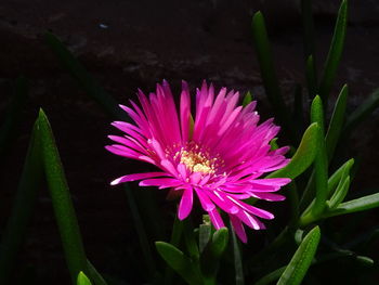 Close-up of pink flower blooming outdoors