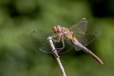 Close-up of dragonfly on plant
