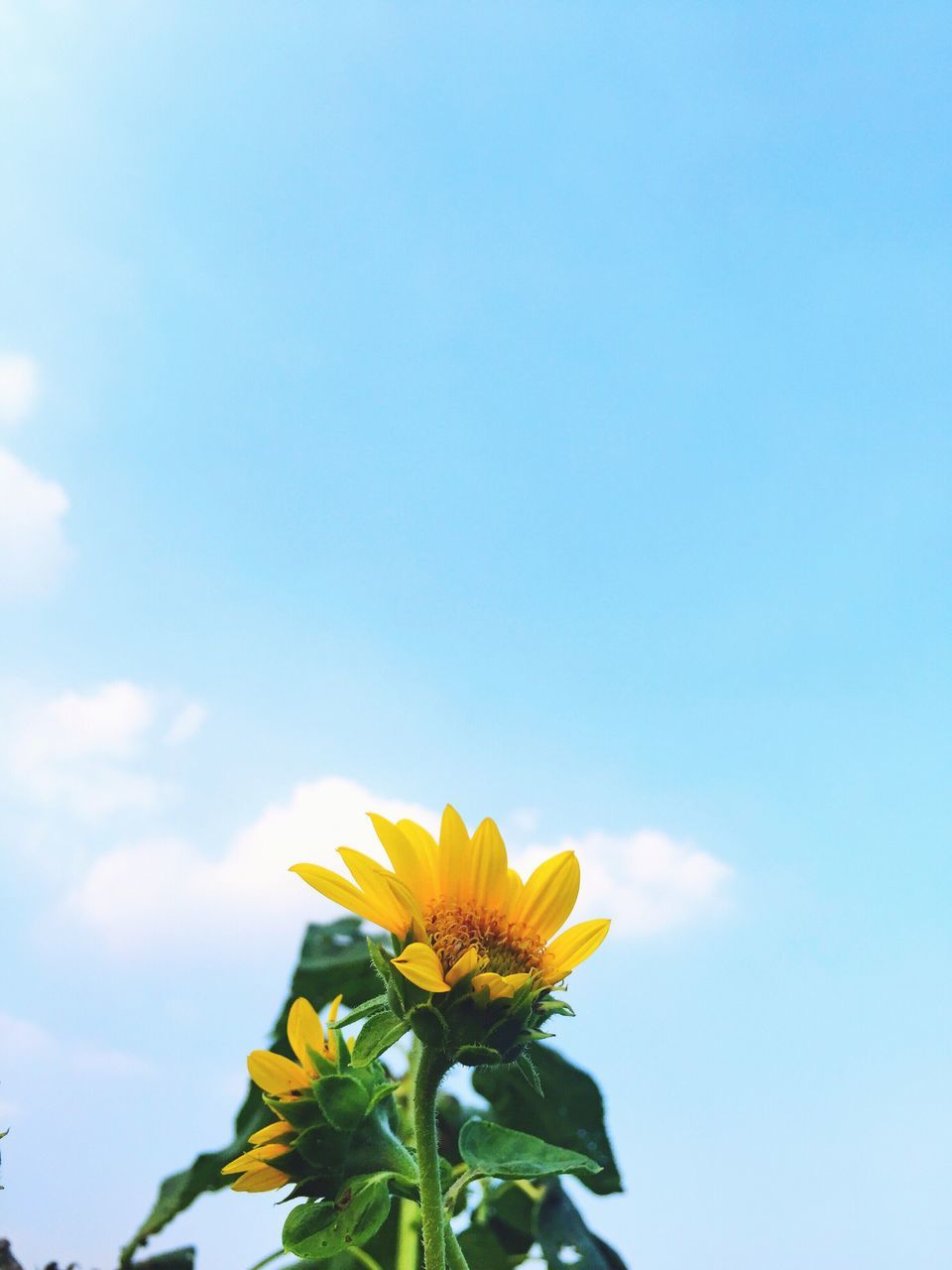 flower, freshness, fragility, petal, yellow, growth, flower head, beauty in nature, blooming, low angle view, sky, nature, plant, blue, in bloom, blossom, stem, close-up, outdoors, no people, day, botany, focus on foreground, pollen, tranquility, green color, cloud, scenics