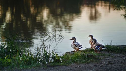 Ducks on a lake