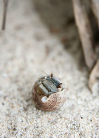 Close-up of crab