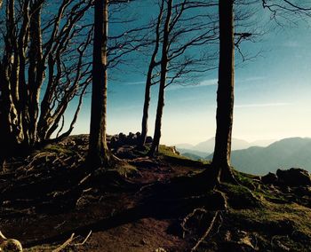 Bare trees on landscape