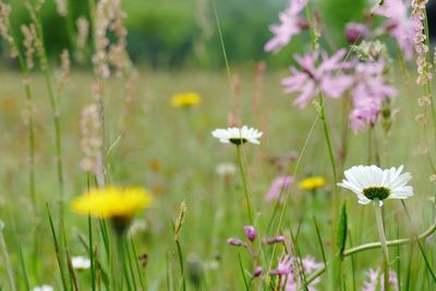 Close-up of daisy flowers blooming in field